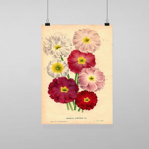 Puede incluir: Ilustración botánica vintage de un ramo de flores de prímula china (Primula Sinensis) en varios tonos de rosa, rojo y blanco. Las flores tienen centros amarillos y están dispuestas en un racimo sobre un fondo crema. El texto "PRIMULA SINENSIS VAR." está impreso debajo de las flores.