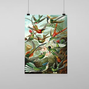 Puede incluir: Una ilustración vintage de una colección vibrante de colibríes con plumas verdes, rojas, azules y amarillas, sobre un fondo de exuberante follaje verde.
