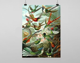 Vintage ernst haeckel Humming Birds - Vintage Reproduction Wall Art Decro Decor Poster Print Any size