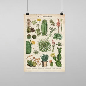 Vintage Kaktus botanische Illustration - Vintage Reproduktion Wand Kunst Decro Dekor Poster Druck jede Größe