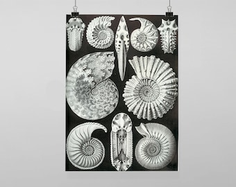 Vintage ernst haeckel Illustration - Vintage Reproduction Wall Art Decro Decor Poster Print Any size