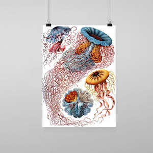 Puede incluir: Una ilustración vintage de cuatro medusas con detalles intrincados. Las medusas se representan en varios tonos de azul, rojo, naranja y amarillo, con largos tentáculos flotantes.