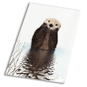 Puede incluir: Una impresión de una nutria marina en el agua, con una cabeza marrón claro y un cuerpo marrón oscuro. La nutria mira al espectador. El agua refleja la nutria y el cielo. Ramas desnudas son visibles a la izquierda.
