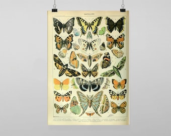 Może przedstawiać: Wydruk w stylu vintage przedstawiający szczegółową ilustrację różnych gatunków motyli. Wydruk, zatytułowany "PAPILLONS", przedstawia motyle w różnych kolorach, w tym żółtym, pomarańczowym, czarnym i niebieskim, na kremowym tle. Wydruk jest trzymany przez dwa czarne klipsy.