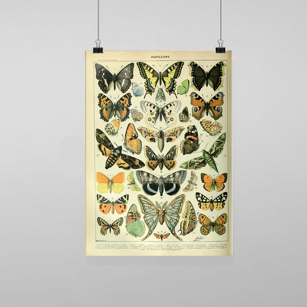 Vintage Insects Butterflies Illustration - Vintage Reproduction Wall Art Decro Decor Poster Print Any size