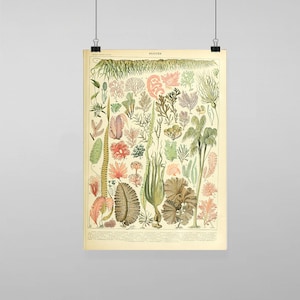 Puede incluir: Una ilustración botánica vintage de varios tipos de algas, etiquetadas en francés. La ilustración presenta una variedad de colores, incluyendo verde, marrón, rosa y rojo. Las algas se representan en detalle, mostrando sus formas y texturas únicas.