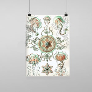 Puede incluir: Una ilustración vintage de varias medusas con detalles intrincados. Las medusas se representan en tonos de verde, marrón y naranja, con delicados tentáculos y cuerpos en forma de campana. La ilustración está sobre un fondo blanco.
