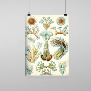 Puede incluir: Una ilustración vintage de varios tipos de anémonas de mar, un tipo de invertebrado marino. La ilustración está en un estilo científico detallado con un fondo blanco y presenta una variedad de colores, incluyendo azul, verde, amarillo y naranja.