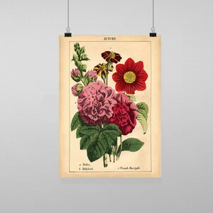 Puede incluir: Ilustración botánica vintage de flores de otoño. La imagen presenta una malva rosa, una dalia roja y una caléndula francesa. Las flores se representan en un estilo realista con detalles intrincados.