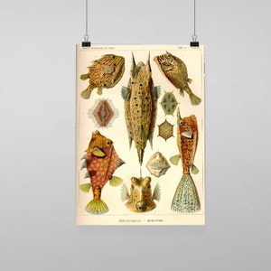 Puede incluir: Ilustración vintage de varios tipos de peces, incluyendo un pez marrón y amarillo con cabeza espinosa, un pez marrón y blanco con hocico largo y un pez rojo y naranja con cola espinosa. La ilustración se titula "Osteichthyes - Sclerodermi".