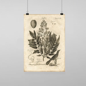 Puede incluir: Una ilustración botánica vintage de una planta con flores y un pájaro posado en una rama. La imagen está en blanco y negro y tiene un aspecto descolorido y antiguo. El texto de la imagen dice "Gaffrea, Plate CCXXVIII, Gypennus, Manacurly, Gordicus, Sea f, Watery, Granula".