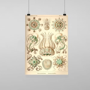 Puede incluir: Ilustración vintage de medusas, o Narcomedusae, en tonos verdes y marrones. La imagen es de un libro científico alemán, "Naturgeschichte des Thierreiches." El texto "Narcomedusae - Trachymedusae" está en la parte inferior de la imagen.