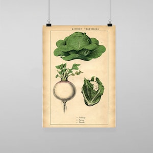 Puede incluir: Ilustración vintage de verduras de cocina. Una col verde, un nabo blanco y una coliflor verde se muestran sobre un fondo crema. El texto "Kitchen Vegetables" está en la parte superior de la imagen. Los nombres de las verduras se enumeran debajo de las ilustraciones: "Cabbage", "Turnip" y "Broccoli".