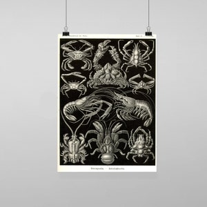 Puede incluir: Una ilustración vintage en blanco y negro de varios crustáceos, incluyendo cangrejos, langostas y camarones. La imagen se titula "Decapoda - Zehnfüssler" y forma parte de una serie llamada "Naturformen der Meere".