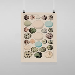 Puede incluir: Una ilustración vintage de una colección de huevos de pájaro. Los huevos se representan en varios colores y patrones, incluyendo marrón, azul, verde y blanco. La ilustración es un gráfico científico de huevos de pájaro.