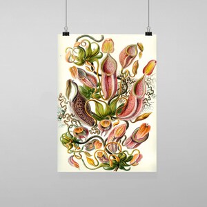 Puede incluir: Una ilustración botánica vintage de un grupo de plantas carnívoras con detalles intrincados. Las plantas se representan en tonos de verde, rosa y amarillo, con delicados zarcillos y patrones intrincados.
