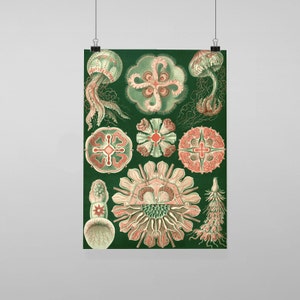 Puede incluir: Una ilustración vintage de medusas sobre un fondo verde. Las medusas se representan en varias etapas de desarrollo, desde la etapa de pólipo hasta la etapa de medusa adulta. La ilustración es detallada y colorida, con detalles intrincados de la anatomía de las medusas.