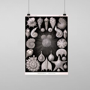 Puede incluir: Una ilustración vintage en blanco y negro de Thalassiophora, un tipo de organismo marino. La ilustración muestra varias formas y formas del organismo, incluyendo formas de estrella, redondas y en espiral. El texto "Thalassiophora.  Foraminifere." está en la parte inferior de la imagen.