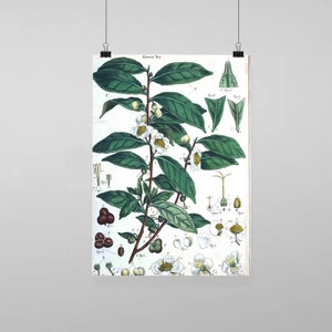 botanical Vintage Plant - Vintage Reproduction Wall Art Decro Decor Poster Print Any size