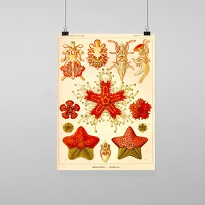 Puede incluir: Ilustración vintage de estrellas de mar y otras criaturas marinas. La ilustración está en tonos de rojo, naranja, amarillo y blanco sobre un fondo crema. El texto "Asteridea - Seesterne" está en la parte inferior de la ilustración.
