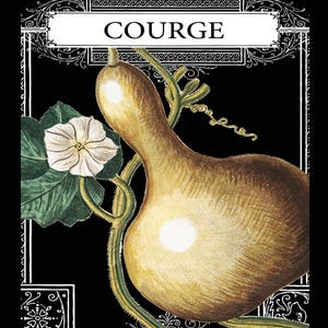 Puede incluir: Una ilustración vintage de una calabaza con la palabra "COURGE" escrita en una pancarta decorativa encima. La calabaza es marrón y amarilla con una flor blanca y hojas verdes.