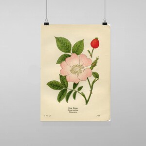 Puede incluir: Una ilustración botánica vintage de una rosa canina, también conocida como Rosa canina, con una flor rosa y bayas rojas. La ilustración está sobre un fondo crema con el texto "Dog Rose, Rosa canina, Rosier."
