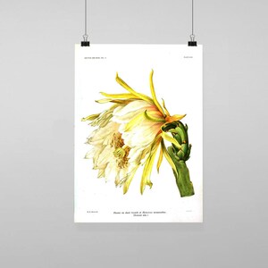 Puede incluir: Una ilustración botánica vintage de una flor blanca y amarilla con tallos verdes. La flor se llama "Flower on short branch of Hylocereus monacanthus (Cactus, Size 1)".