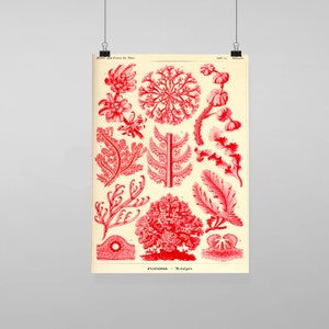 Puede incluir: Una ilustración botánica vintage de coral rojo, que presenta varias especies de algas rojas. La ilustración se titula "Florideae - Botan. Tab. 52."