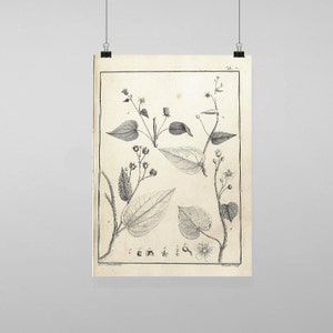 Puede incluir: Ilustración botánica en blanco y negro de una planta con hojas y flores. La ilustración está etiquetada como "Tab. V."