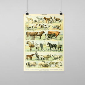 Puede incluir: Un póster educativo vintage titulado "Mammifères" con ilustraciones de varios mamíferos, incluidos perros, vacas, caballos, ovejas, cabras y cerdos. El póster está impreso en un fondo beige claro con un borde azul.