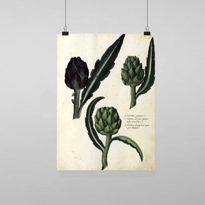 Puede incluir: Una ilustración botánica vintage de tres alcachofas. Las alcachofas están dibujadas en tonos verdes y morados sobre un fondo crema. La imagen incluye texto en latín.