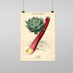 Puede incluir: Ilustración botánica vintage de una alcachofa y ruibarbo. La alcachofa es verde y el ruibarbo es rojo con una base amarilla. La imagen está etiquetada como "Alcachofa" y "Ruibarbo" con el texto "Cocina - Verduras".