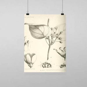 Puede incluir: Impresión botánica vintage en blanco y negro con ilustraciones detalladas de hojas, flores y tallos de una planta. La impresión incluye el texto "en. Indo-Chine" y "A. & B.: VINCETOXICOPSIS Harms", mostrando dibujos botánicos científicos.