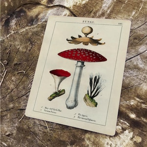 Mushroom Fungi Vintage Advertising Enamel Metal TIN SIGN Wall Plaque