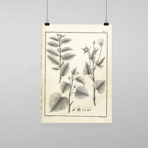 Puede incluir: Ilustración botánica en blanco y negro de una planta con hojas y flores. La ilustración está etiquetada como "Tab. X" e incluye el texto "J.F. Schmidt del." y "S. Sutter sculp."