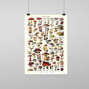 Vintage Vegetables Mushrooms Botanical Illustration - Vintage Reproduction Wall Art Decro Decor Poster Print Any size