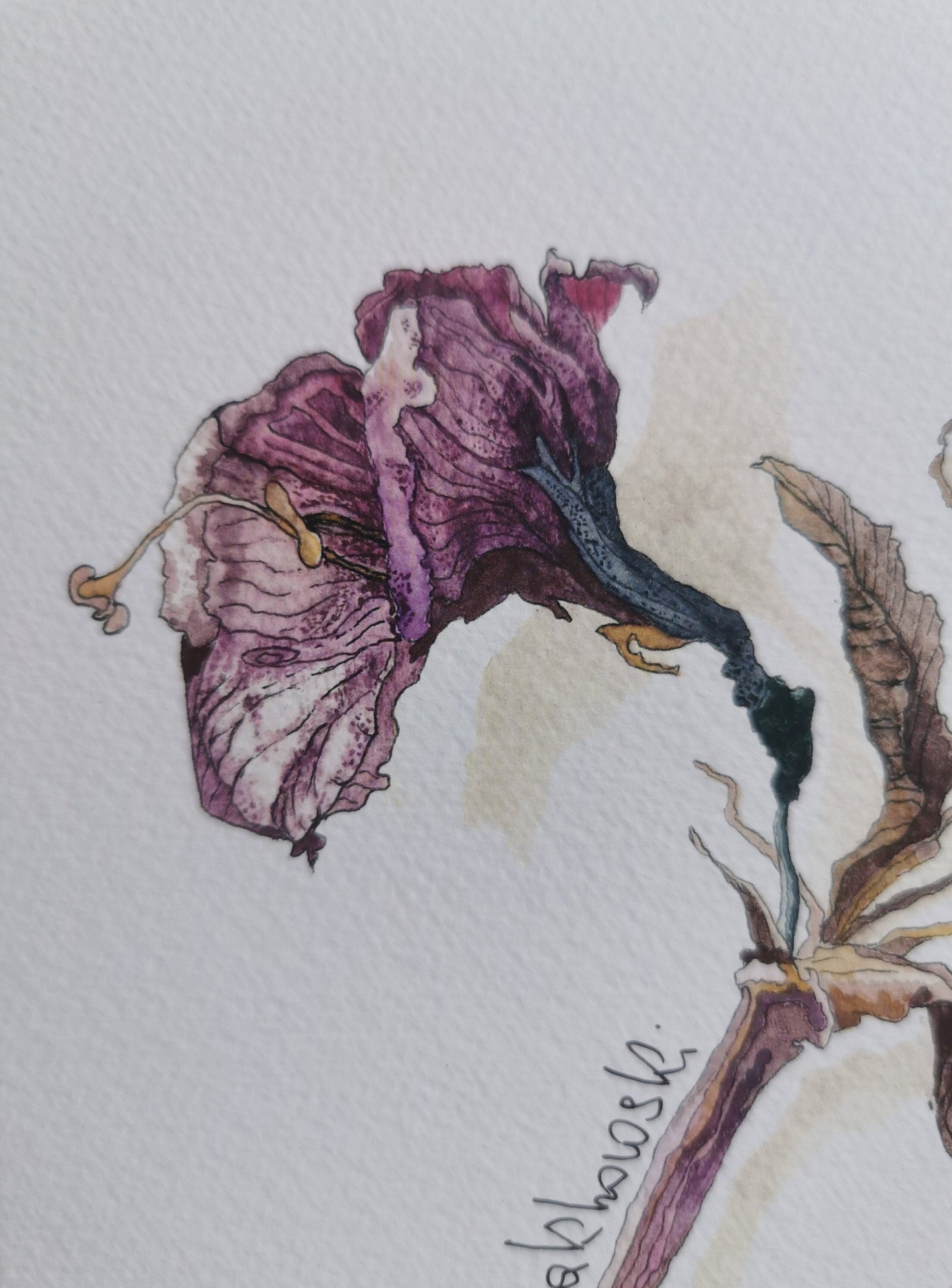 Fading Flowers botanical art print 148x21 cm Etsy