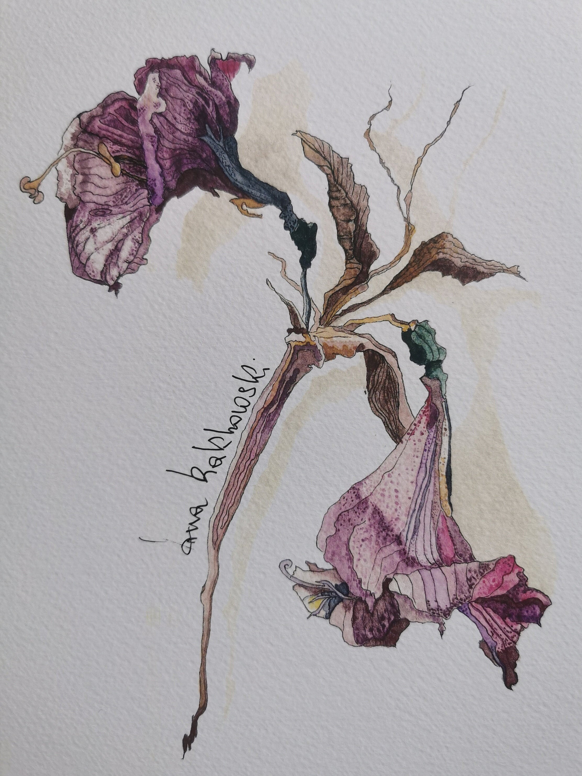 Fading Flowers botanical art print 148x21 cm Etsy