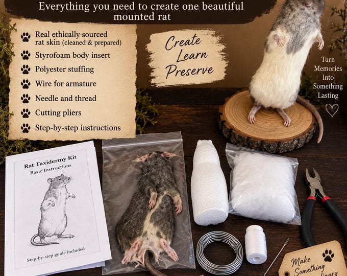 Do it yourself Rat Taxidermy kit with real rat skin