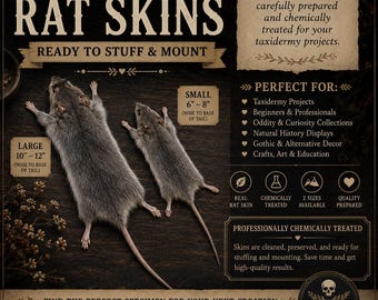 Rat skins for do it yourself taxidermy