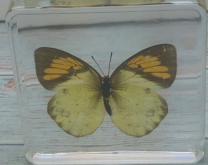 Acrylic resin encased Butterfly Ixias Pyrene