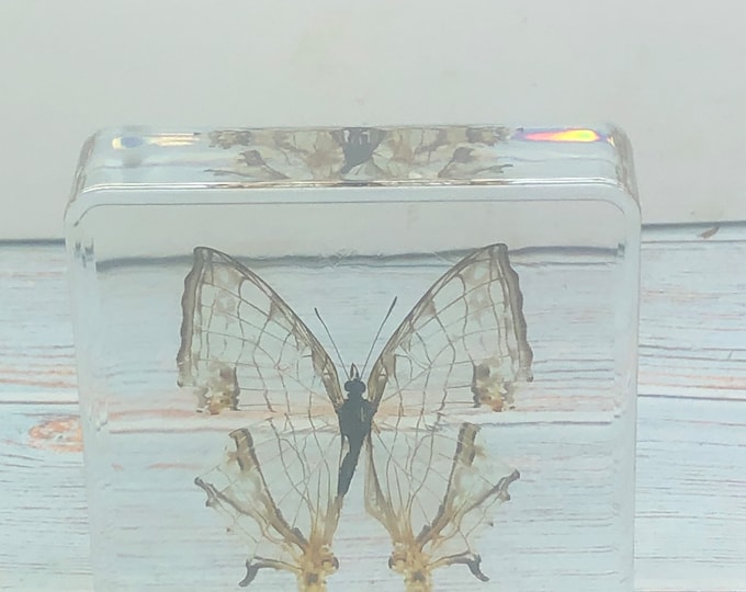 Acrylic resin encased Butterfly Cyrestis Thyodamas