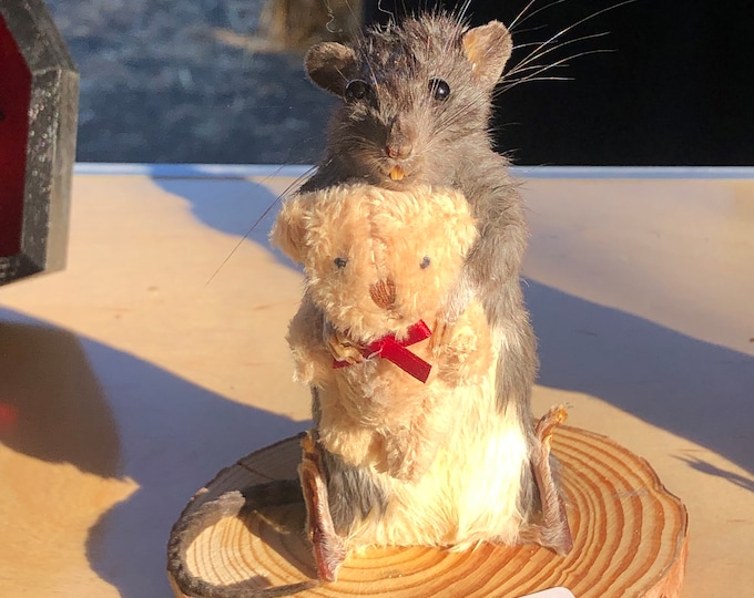 Custom rat taxidermy made to order