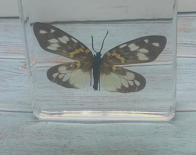 Acrylic resin encased Butterfly Erasmia Pulchella
