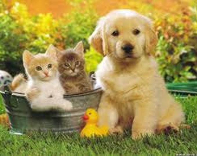 Gift Certificate for Pet Angel Card reading', great gift for pet lover