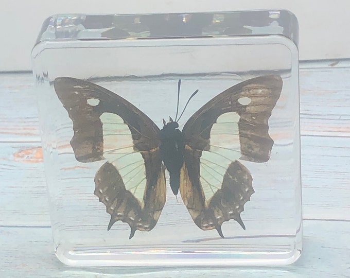 Acrylic resin encased Butterfly Blue Tiger Tirumala