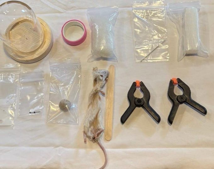 Do it yourself mouse Taxidermy kit with real rat skin with Glass Globe