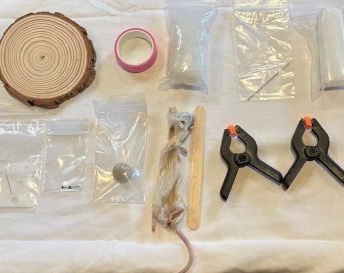 Do it yourself mouse Taxidermy kit with real rat skin wood base