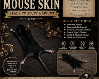 Mouse skins for do it yourself taxidermy