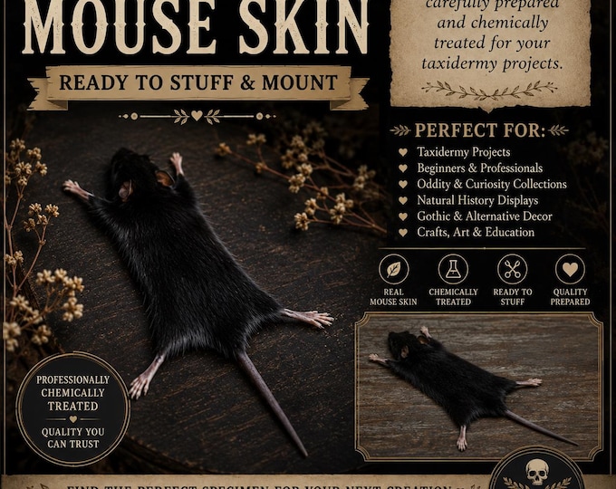 Mouse skins for do it yourself taxidermy